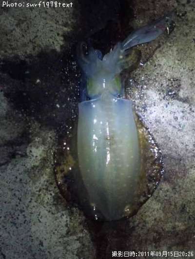 �����ꥤ��