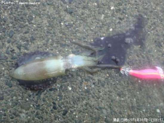 �����ꥤ��