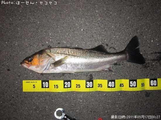 �����Х�