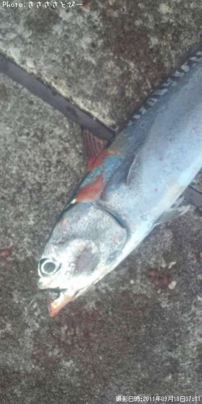 ���������ĥ�