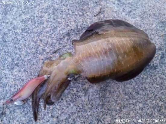 �����ꥤ��