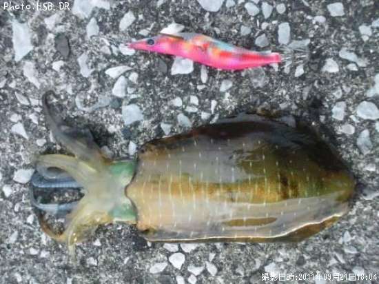 �����ꥤ��