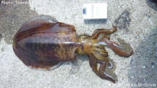 �����ꥤ���ʥߥ�������