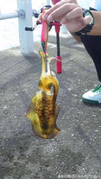 �����ꥤ��