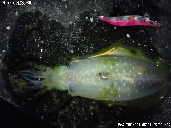 �����ꥤ��