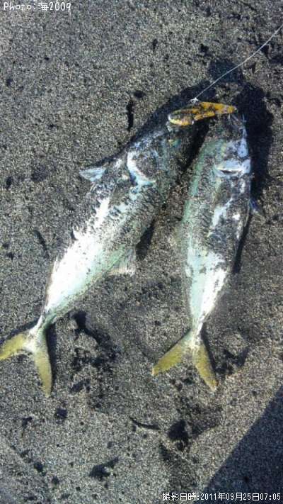 �����å�