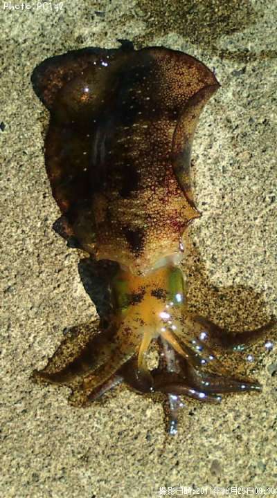 �����ꥤ��