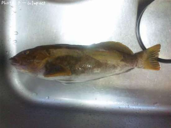 �����ʥ�