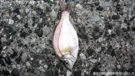 ���ߥ��ʥ�