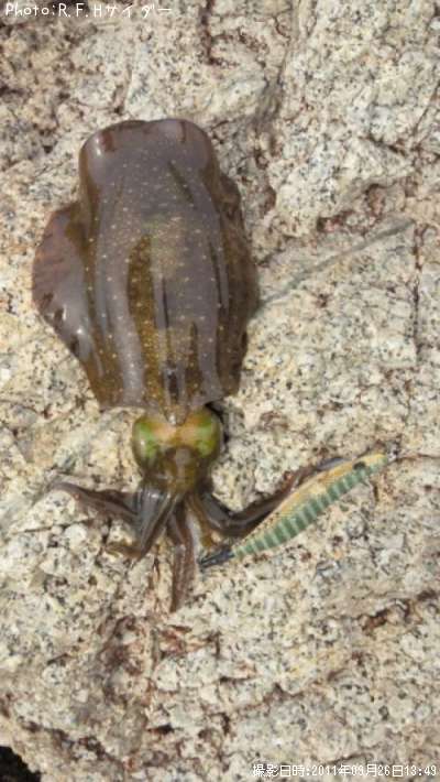 �����ꥤ��