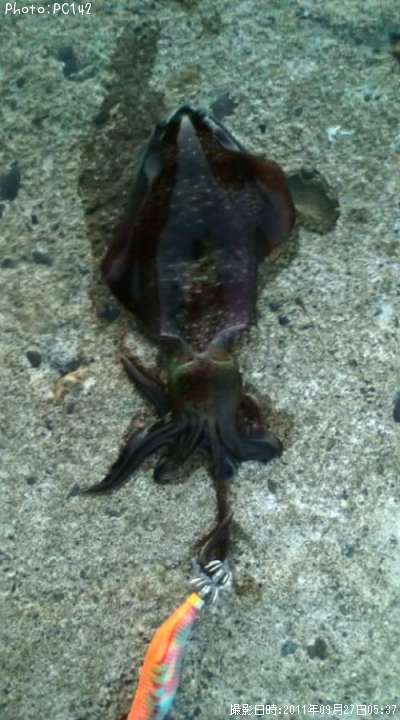 �����ꥤ��