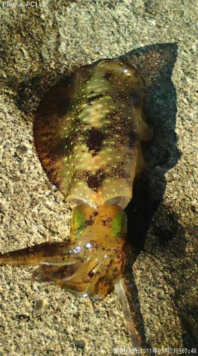 �����ꥤ��