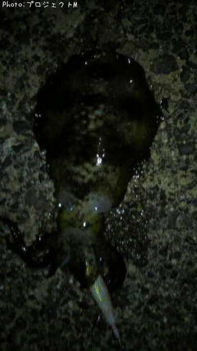 �����ꥤ��