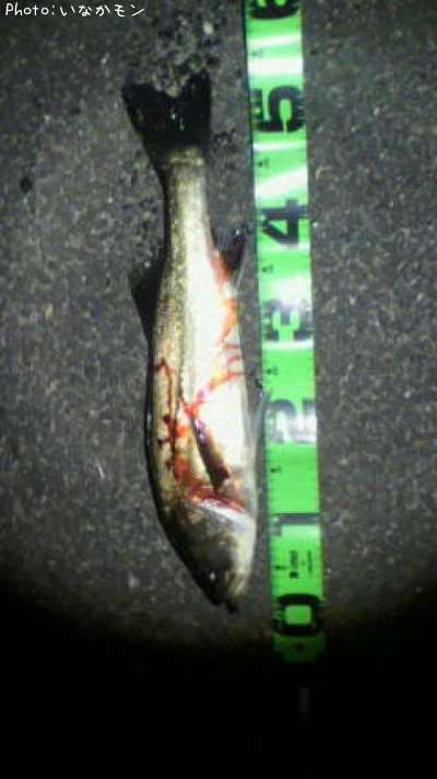 �����Х�