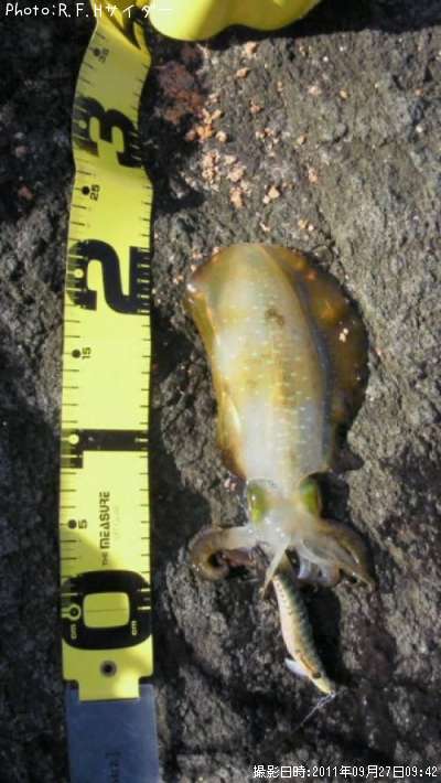 �����ꥤ��