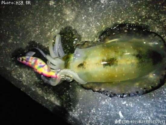 �����ꥤ��