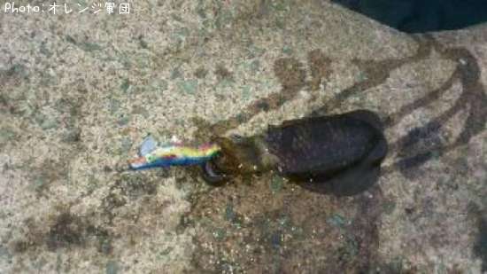 �����ꥤ��