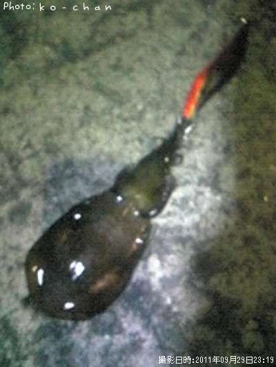 �����ꥤ��