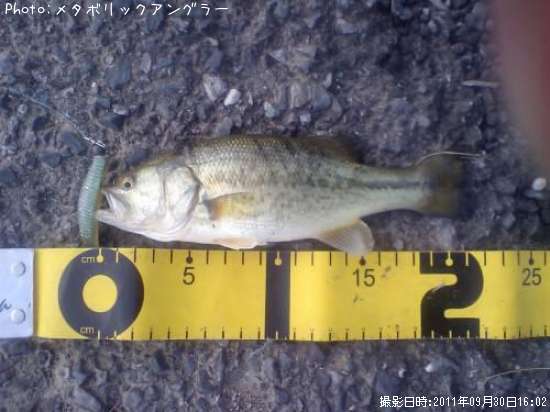 �֥�å��Х�