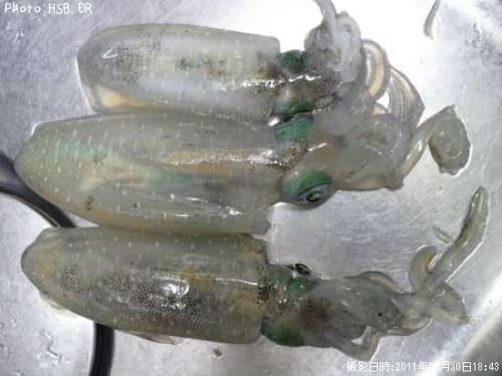 �����ꥤ��