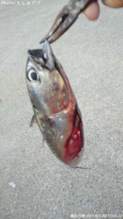 ���������ĥ�