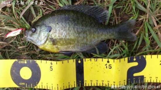 �֥롼����