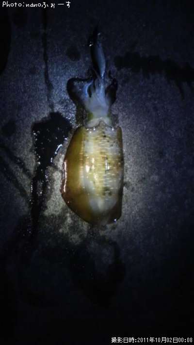 �����ꥤ��