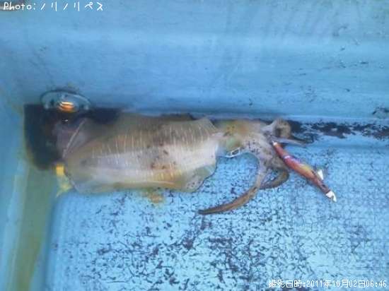 �����ꥤ��