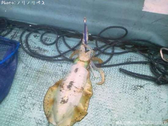 �����ꥤ��