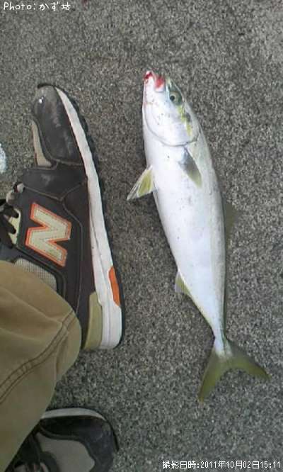 ���ʥ���