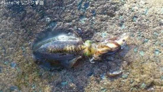 �����ꥤ��