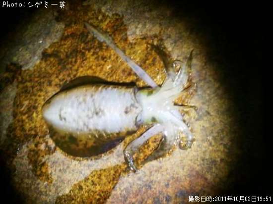 �����ꥤ��