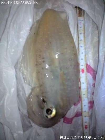 �����ꥤ��