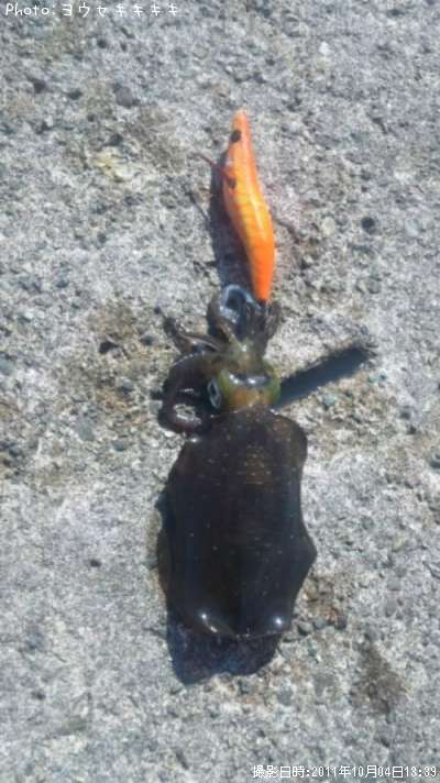 �����ꥤ��