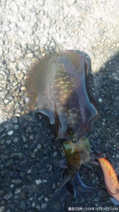 �����ꥤ��