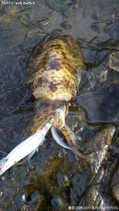 �����ꥤ��