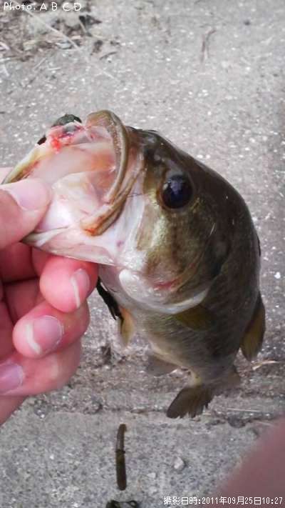 �֥�å��Х�