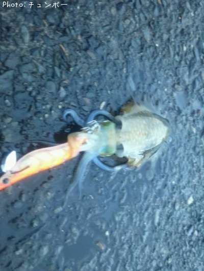 �����ꥤ��