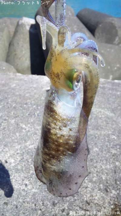 �����ꥤ��