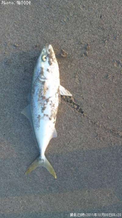 �����å�