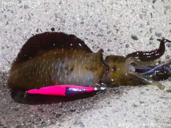 �����ꥤ��