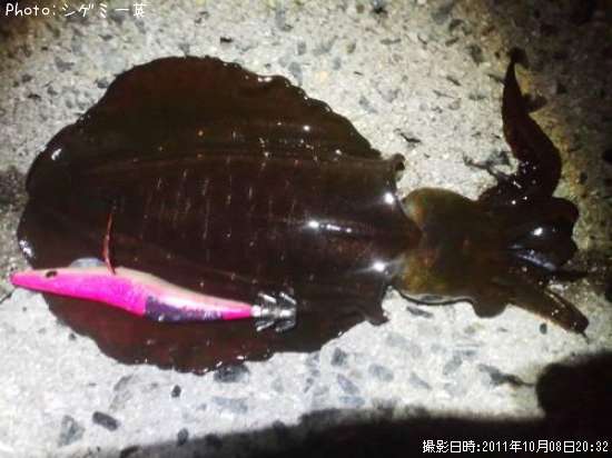 �����ꥤ��