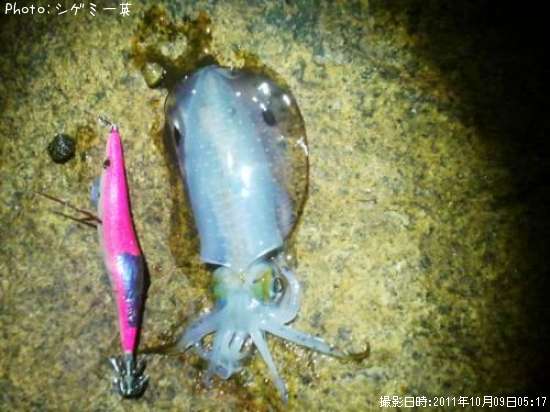 �����ꥤ��