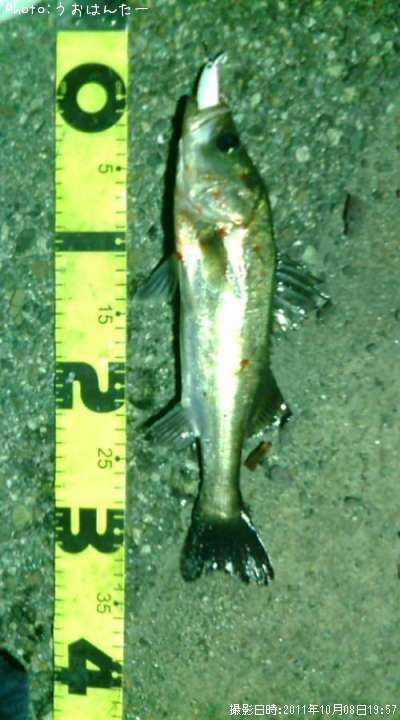 �����Х�