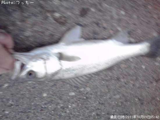 ���С���