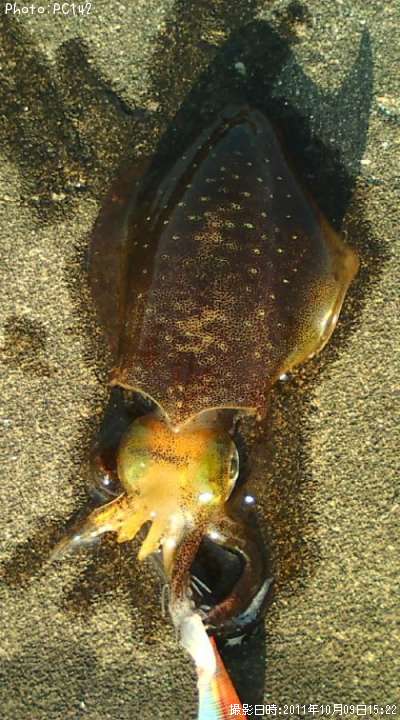 �����ꥤ��