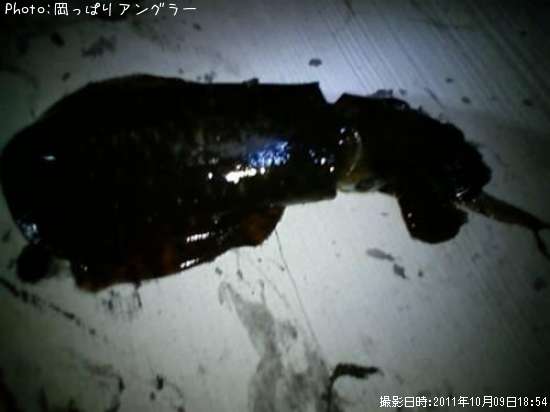 �����ꥤ��