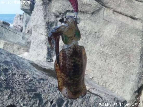 �����ꥤ��