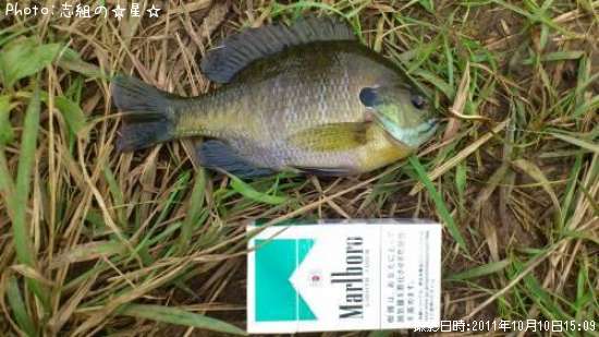 �֥롼����