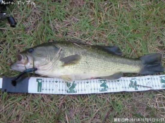 �֥�å��Х�